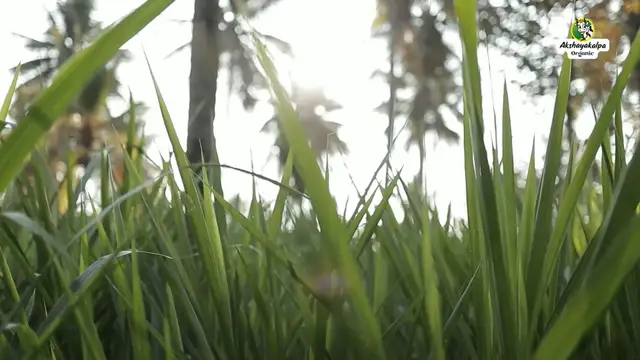 Akshayakalpa video ad